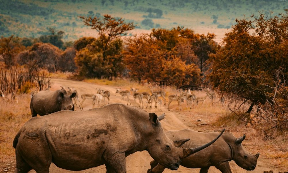 three rhinos walking on farm road