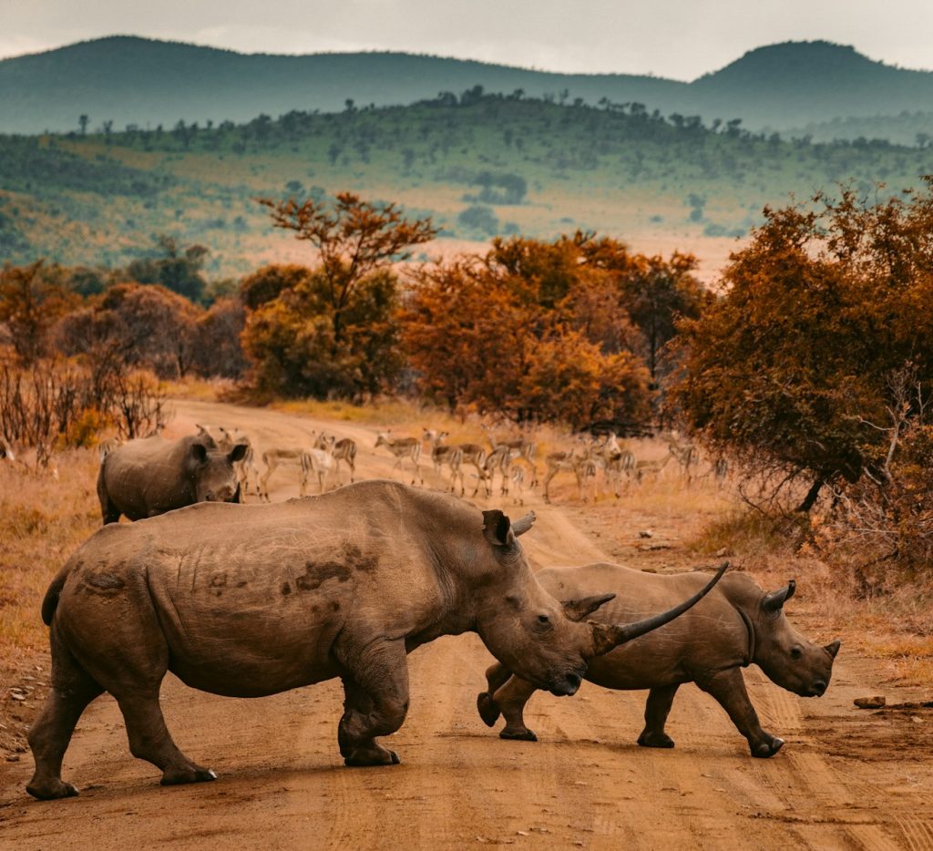 Voyager en famille en Afrique du Sud : le guide ultime three rhinos walking on farm road