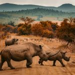 three rhinos walking on farm road