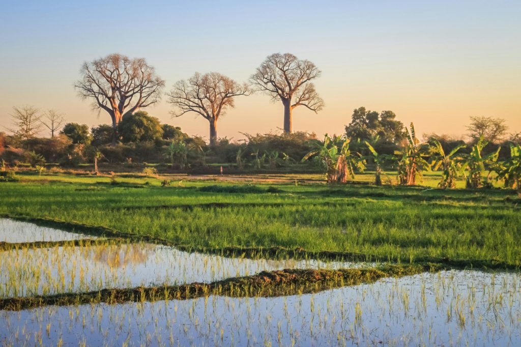 Voyage à Madagascar en famille : découvrez la magie de l’île rouge Baobab trees in Madagascar
