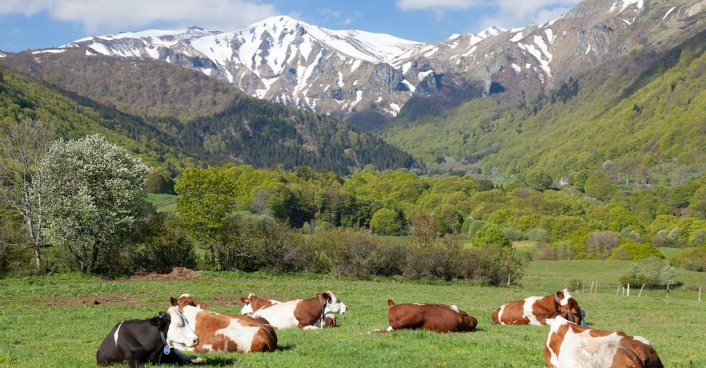 découvrez l'auvergne, une région française riche en paysages volcaniques, en traditions authentiques et en gastronomie savoureuse. explorez ses montagnes, ses lacs et ses villages pittoresques tout en profitant d'activités de plein air et de découvertes culturelles.