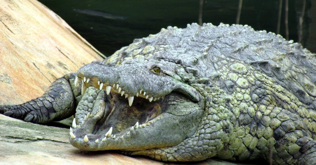 découvrez la camargue, une région unique et sauvage du sud de la france, célèbre pour ses paysages envoûtants, ses traditions équestres, sa faune diversifiée, et ses plages authentiques. plongez dans l'esprit de la camargue et explorez ses marais, ses flamants roses et son riche patrimoine culturel.