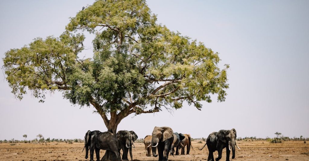 découvrez la beauté sauvage de la tanzanie, avec ses paysages à couper le souffle, sa faune incroyable et ses plages idylliques. partez à l'aventure dans le célèbre parc national du serengeti, explorez le majestueux mont kilimandjaro et détendez-vous sur les plages ensoleillées de zanzibar. la tanzanie vous offre une expérience inoubliable au cœur de l'afrique.