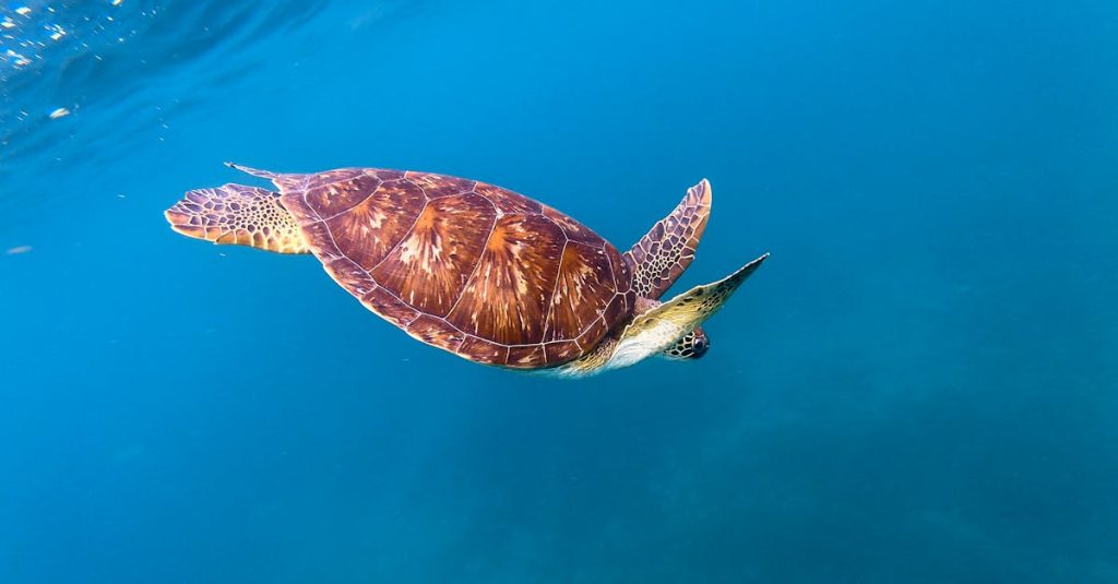 découvrez la guadeloupe, un véritable paradis tropical aux plages de sable blanc, à la biodiversité riche et à la culture créole vibrante. explorez ses paysages époustouflants, ses festivals colorés et la chaleur de son accueil.