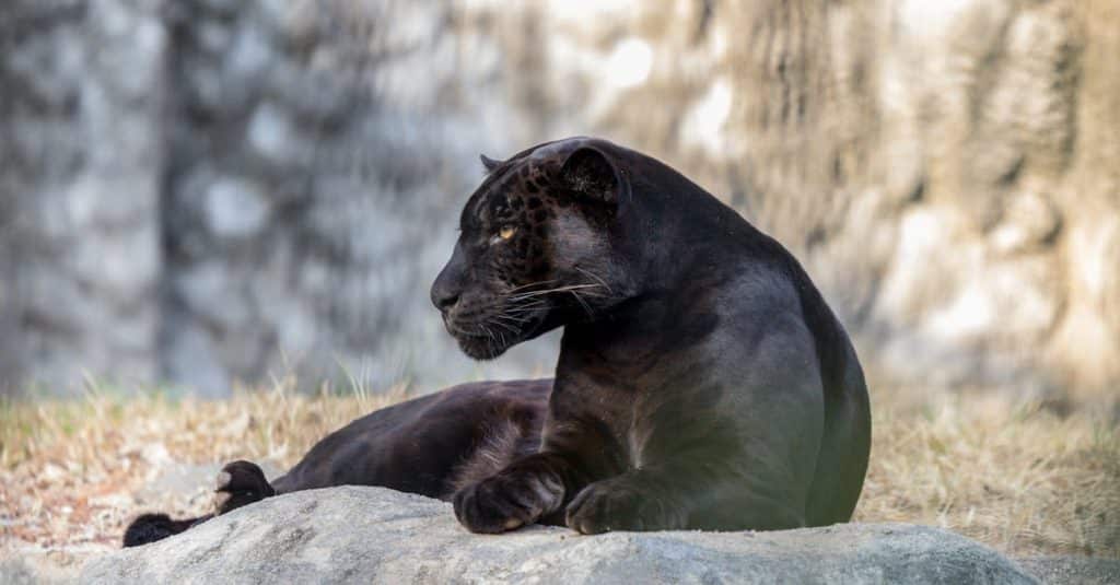 découvrez le sri lanka, une île paradisiaque riche en culture, plages de sable doré, paysages montagneux et une biodiversité incroyable. explorez ses temples anciens, savourez sa cuisine épicée et laissez-vous séduire par l'hospitalité chaleureuse de ses habitants.