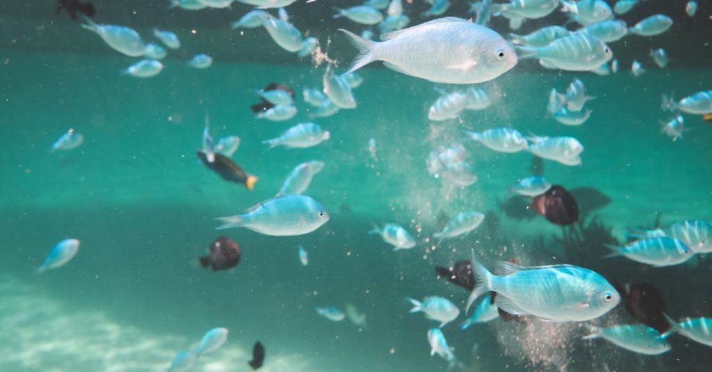 découvrez l'univers fascinant des sous-marins, ces merveilles technologiques qui explorent les profondeurs océaniques. plongez dans leur histoire, leur fonctionnement et les missions passionnantes qu'ils mènent, que ce soit pour la recherche scientifique ou la défense.
