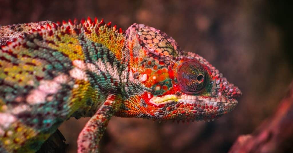découvrez madagascar, une île fascinante aux paysages époustouflants, riche en biodiversité et en culture. explorez ses plages paradisiaques, ses parcs naturels uniques et plongez dans l'héritage malgache à travers sa gastronomie et ses traditions.