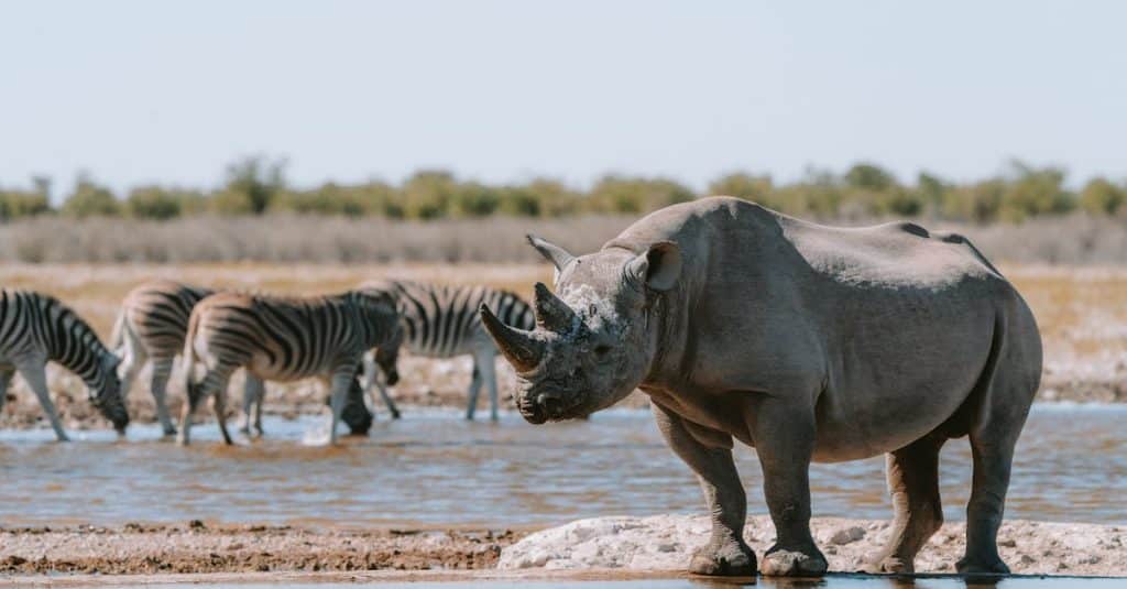 Visiter la namibie en famille : safari et souvenirs en photos découvrez la namibie, un pays d'afrique australe célèbre pour ses paysages époustouflants, ses parcs nationaux riches en faune et sa culture unique. explorez le désert du namib, admirez les dunes de sossusvlei et rencontrez les communautés locales. une aventure inoubliable vous attend en namibie.