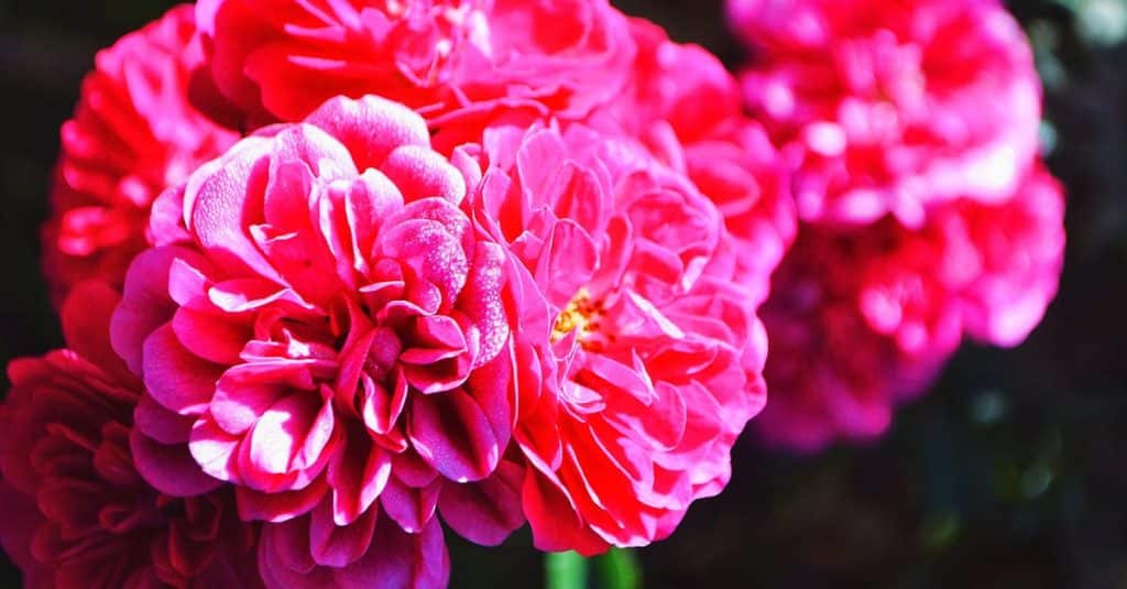 découvrez le kenya, une destination envoûtante où la nature sauvage rencontre la culture vibrante. explorez les vastes savanes, partez à la rencontre des big five et plongez-vous dans la richesse des traditions locales. que vous rêviez d'un safari inoubliable ou de plages idylliques, le kenya vous promet une aventure exceptionnelle.