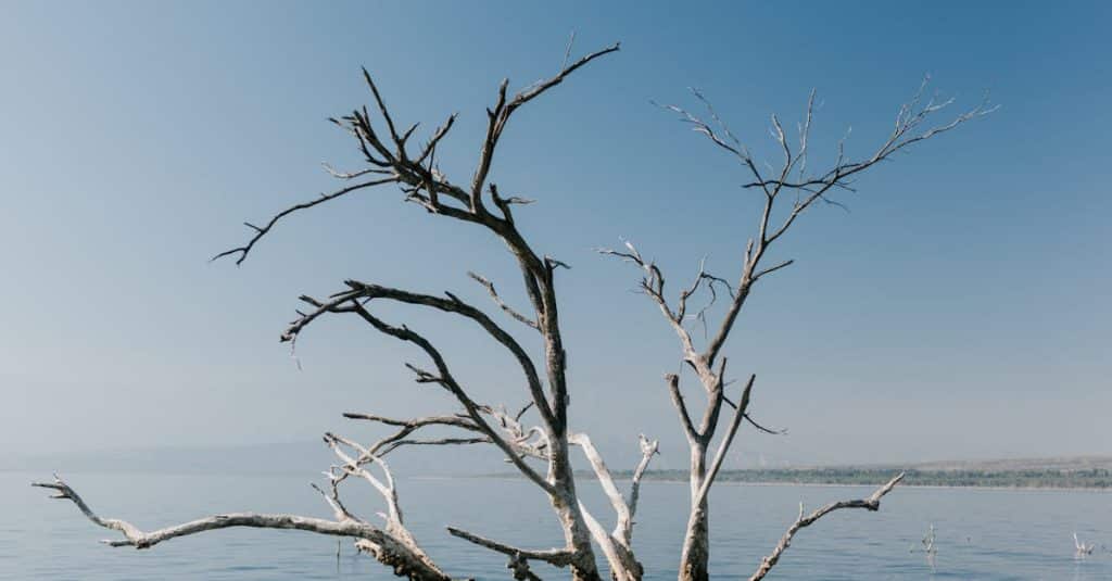 découvrez la république dominicaine, un paradis tropical aux plages idylliques, à la culture vibrante et à l'histoire fascinante. explorez ses paysages luxuriants, savourez une cuisine exquise et plongez dans la chaleur de l'hospitalité dominicaine.