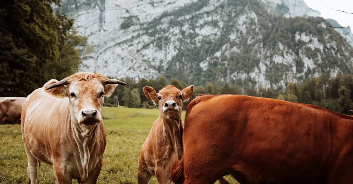 découvrez les alpes, une chaîne de montagnes majestueuse offrant des paysages à couper le souffle, des activités de plein air variées et une riche culture alpine. que vous soyez amateur de ski, de randonnées ou de gastronomie, les alpes vous promettent une expérience inoubliable au cœur de la nature.