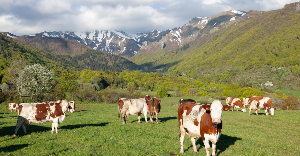 découvrez l'auvergne, une région unique de la france, riche en paysages montagneux, volcans impressionnants et traditions culinaires savoureuses. explorez ses parcs naturels, ses villages pittoresques et ses activités en plein air pour une aventure inoubliable au cœur de la nature.