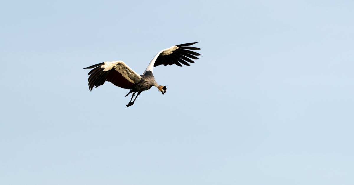 découvrez bird park, un havre de paix dédié aux amoureux des oiseaux. admirez des espèces exotiques, participez à des spectacles captivants et plongez dans la nature au cœur de ce parc unique.