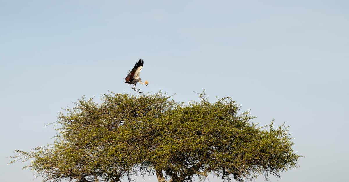 découvrez bird park, un sanctuaire dédié à la beauté et à la diversité des oiseaux. admirez des espèces rares, participez à des spectacles fascinants et explorez des paysages enchanteurs où chaque visiteur peut se rapprocher de la nature.