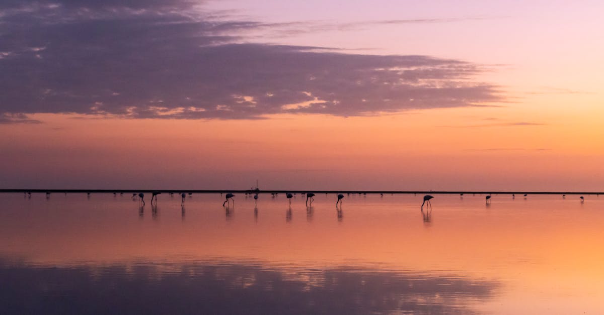 découvrez la beauté sauvage de la camargue, un parc naturel unique en france où se mêlent paysages de marais, plages et étangs. explorez la culture riche des manadiers, les magnifiques chevaux blancs et la faune emblématique de cette région, tout en profitant d'activités de plein air inoubliables.