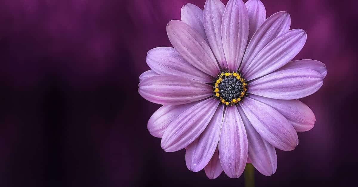 découvrez l'univers enchanteur de center parcs, où nature et loisirs se rencontrent. séjournez dans des cottages confortables, profitez d'activités en plein air et détendez-vous dans des complexes aquatiques, pour des vacances inoubliables en famille ou entre amis.