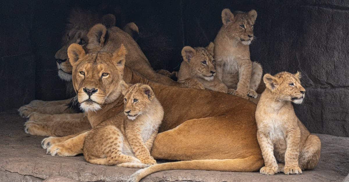 partez à l'aventure en famille avec notre safari inoubliable. explorez des paysages époustouflants, rencontrez la faune sauvage et créez des souvenirs mémorables ensemble. une expérience enrichissante pour petits et grands!