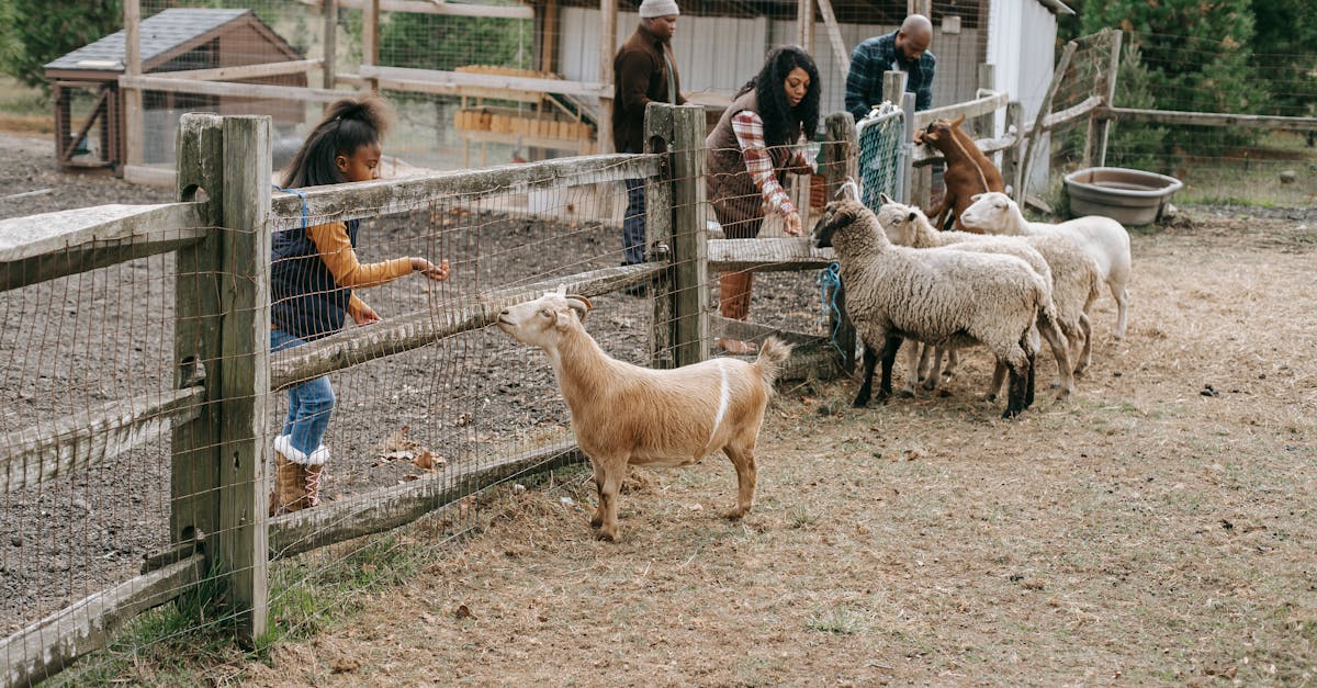 découvrez le plaisir d'un week-end en famille rempli d'activités passionnantes et de moments de partage. profitez de la nature, explorez de nouveaux endroits et renforcez les liens familiaux dans une atmosphère conviviale et chaleureuse.