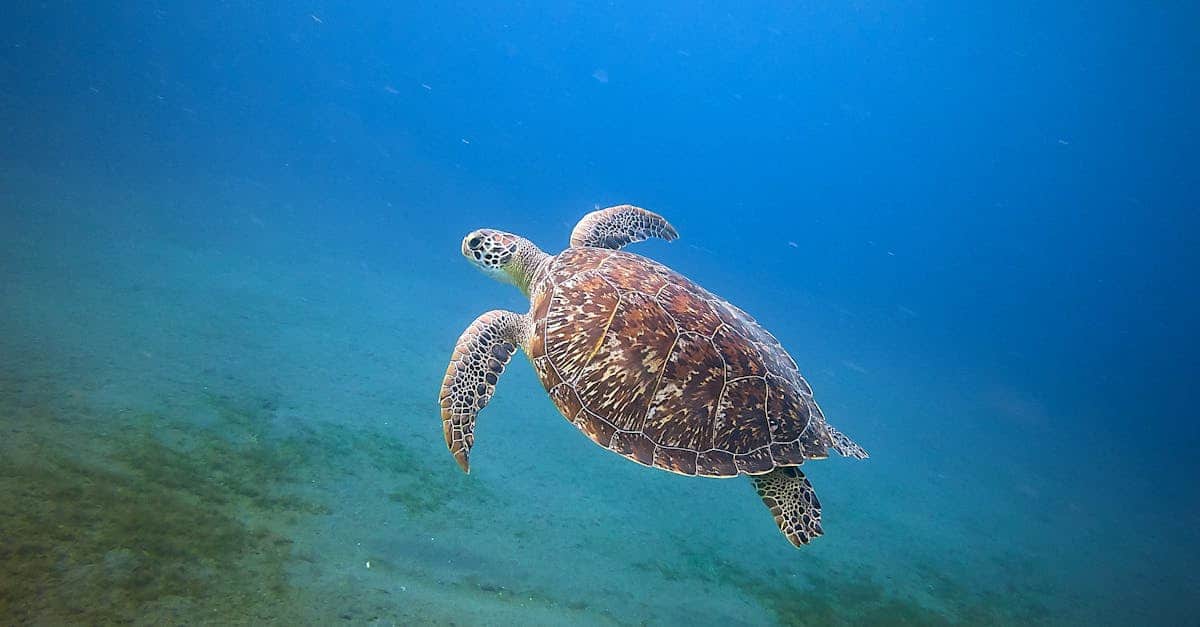 découvrez la guadeloupe, un véritable paradis tropical alliant plages de sable fin, paysages luxuriants et culture créole riche. explorez ses îles fascinantes, sa gastronomie savoureuse et ses activités nautiques exceptionnelles pour une expérience inoubliable.