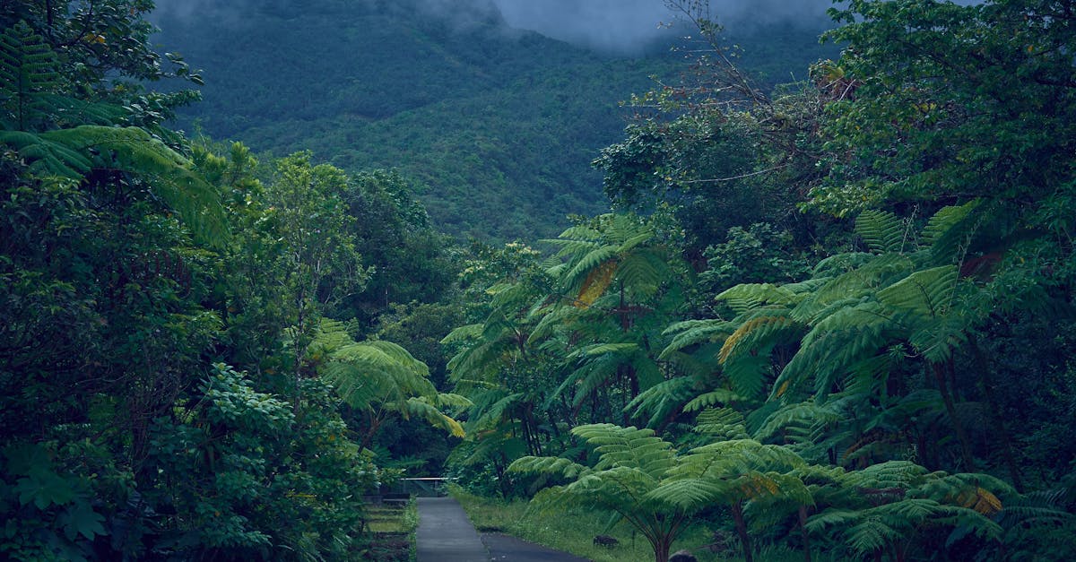 découvrez la beauté sauvage de la guadeloupe, un paradis tropical aux plages de sable fin, aux eaux cristallines et à la richesse culturelle unique. explorez ses paysages luxuriants, sa faune variée et savourez une cuisine créole authentique lors de votre prochaine aventure dans les caraïbes.