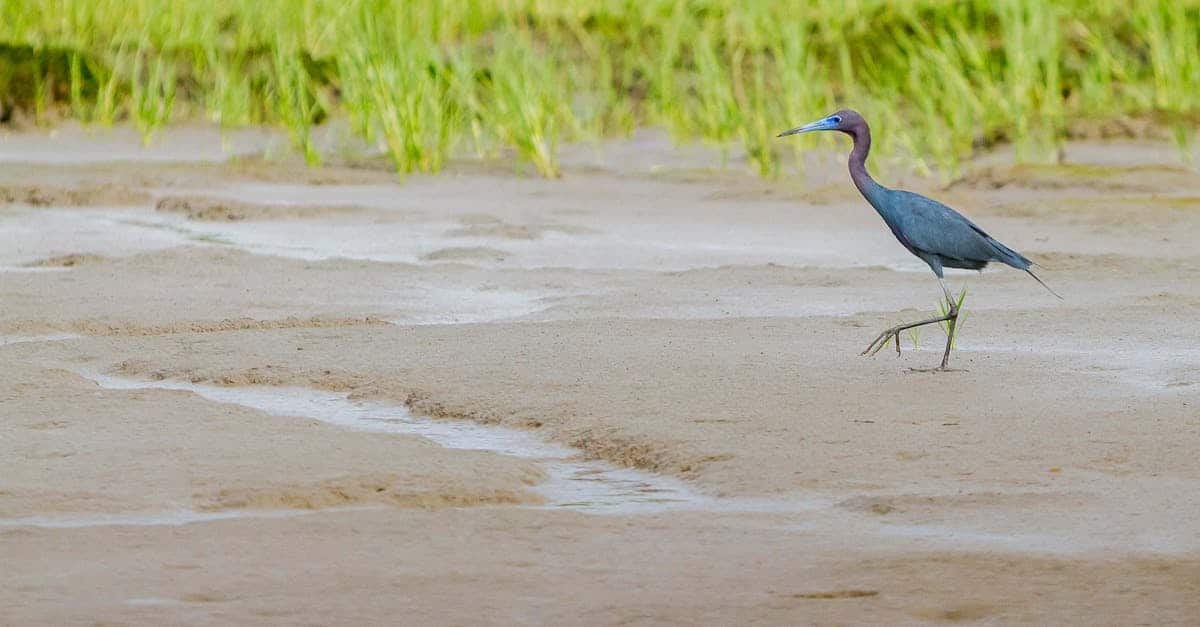 découvrez la guyane, un territoire unique d'amérique du sud, riche en biodiversité et en culture. explorez ses paysages époustouflants, sa faune exceptionnelle et ses traditions culturelles fascinantes.