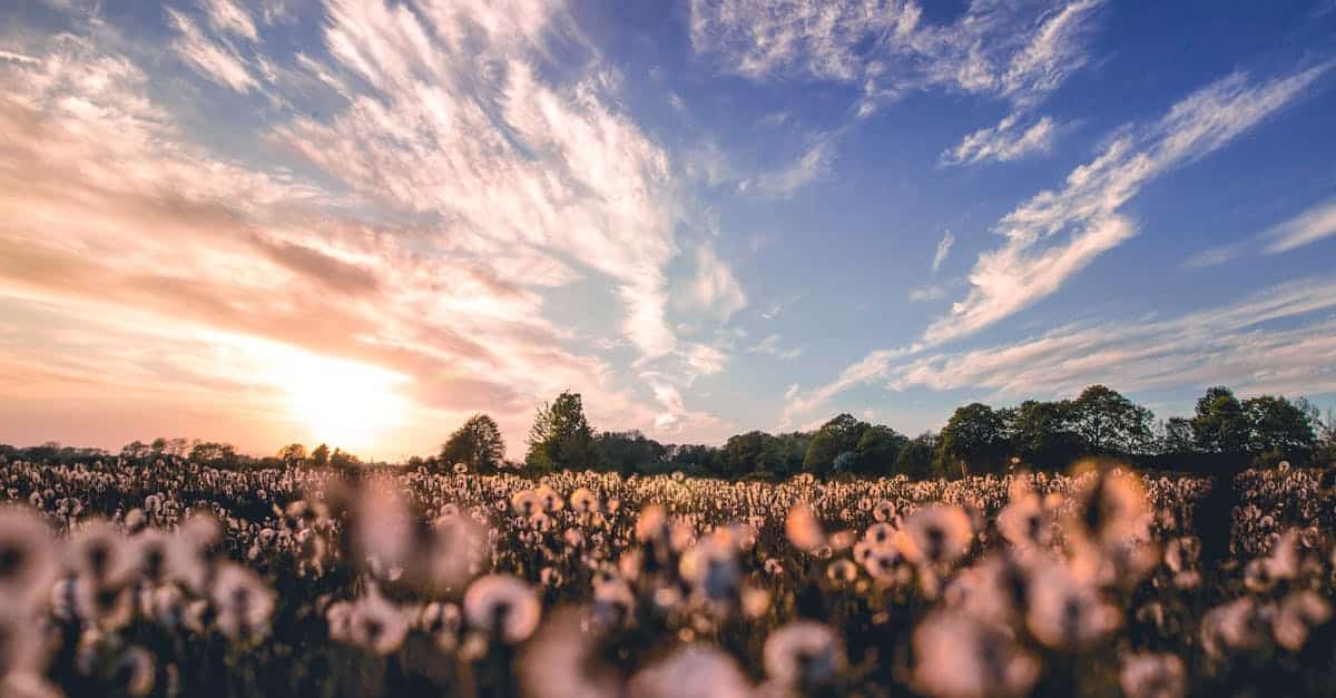 découvrez la pologne, un pays riche en histoire, culture et paysages variés. explorez ses villes vibrantes, ses châteaux médiévaux et sa délicieuse cuisine, le tout au cœur de l'europe.
