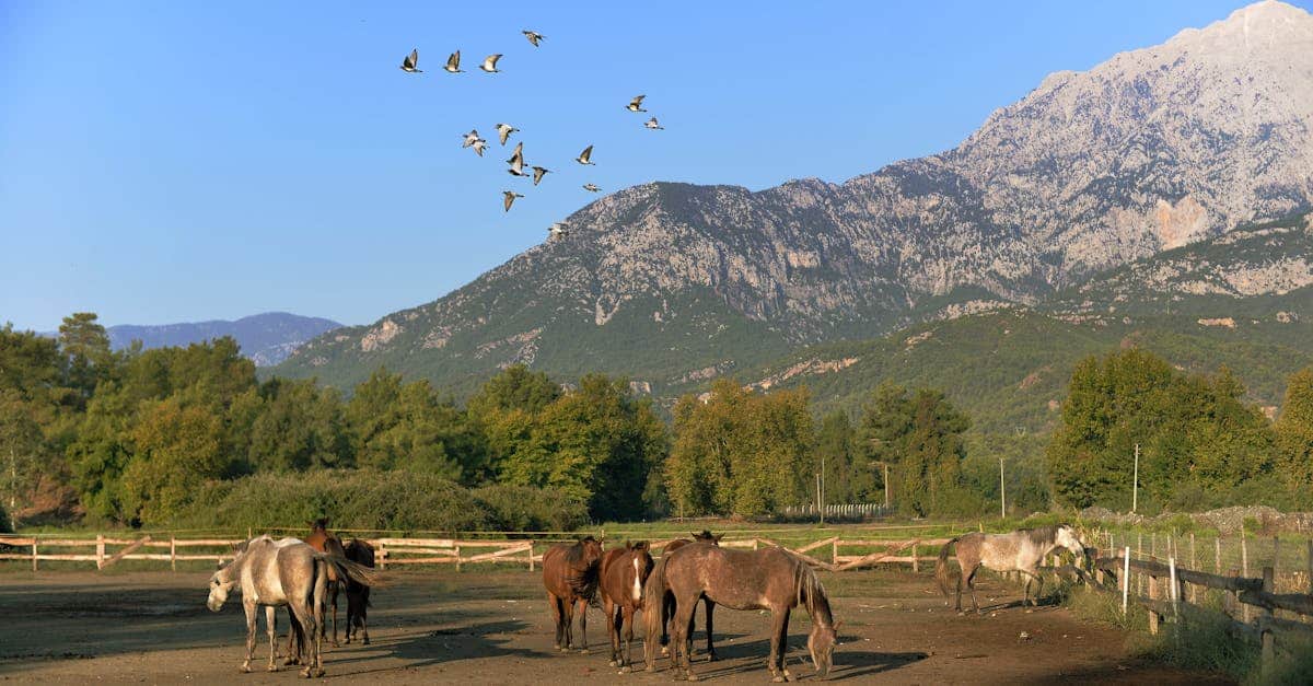 découvrez la vallée de roya, un écrin de nature préservée niché entre les montagnes, offrant des paysages époustouflants, des sentiers de randonnée pittoresques et une richesses culturelle à explorer. plongez dans la beauté sauvage et l'authenticité de cette région unique.