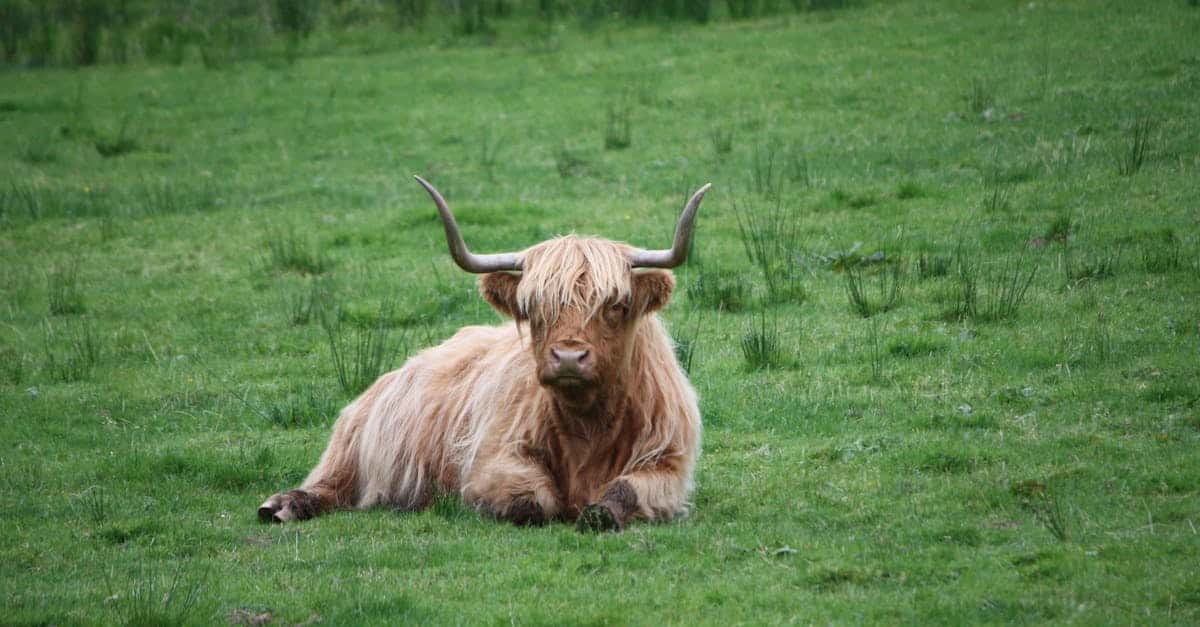 découvrez l'écosse, un pays riche en histoire et en paysages à couper le souffle. explorez ses châteaux majestueux, ses lochs mystérieux et sa culture vibrante, tout en savourant la gastronomie locale et en vous imprégnant de l'hospitalité écossaise.