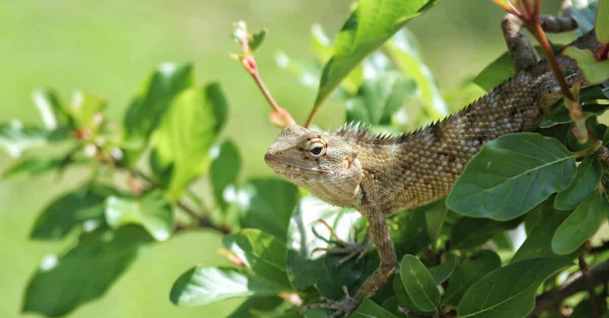 découvrez le sri lanka, une île paradisiaque au cœur de l'océan indien, riche en paysages magnifiques, culture vibrante et biodiversité unique. explorez ses plages dorées, ses temples anciens et ses sites classés au patrimoine mondial.