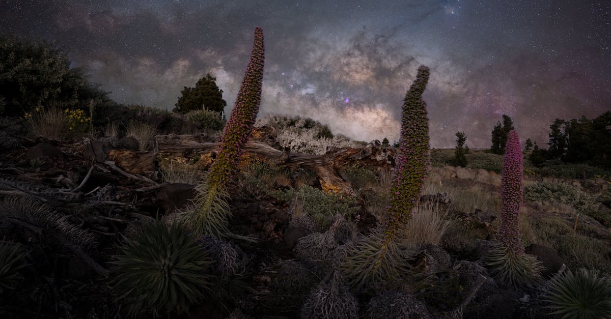 découvrez tenerife, la perle des canaries, avec ses plages dorées, ses paysages volcaniques impressionnants et sa culture vibrante. profitez d'activités variées, d'une cuisine délicieuse et d'un climat ensoleillé tout au long de l'année.