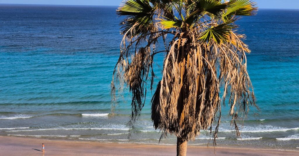 découvrez fuerteventura, l'île enchanteresse des canaries, célèbre pour ses plages de sable blanc, ses paysages volcaniques époustouflants et son ambiance relaxante. idéale pour les amoureux de la nature et les passionnés de sports nautiques, fuerteventura vous offre une escapade inoubliable au cœur de l'atlantique.
