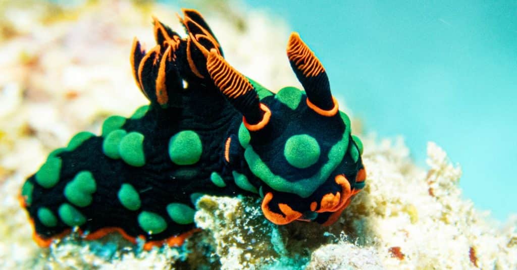 découvrez l'île maurice, un paradis tropical offrant des plages de sable blanc, des eaux turquoise, une culture riche et une biodiversité unique. explorez ses paysages à couper le souffle, sa cuisine délicieuse et ses activités passionnantes, pour des vacances inoubliables au cœur de l'océan indien.