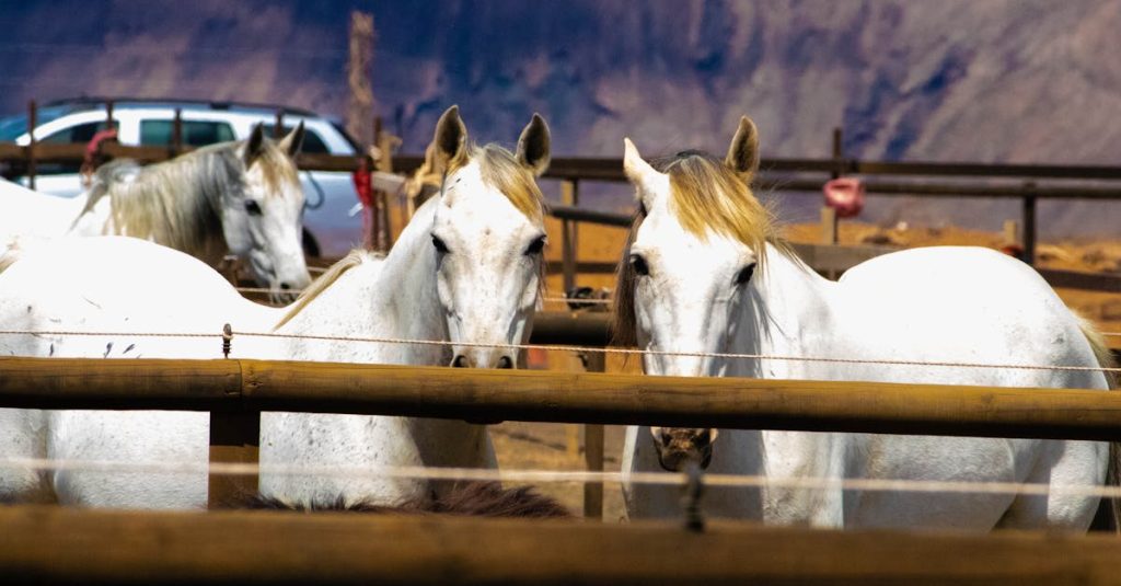 découvrez lanzarote, une île espagnole des canaries connue pour ses paysages volcaniques époustouflants, ses plages de sable doré et son climat ensoleillé toute l'année. partez à l'aventure entre parcs naturels, vignobles uniques et charmants villages côtiers.