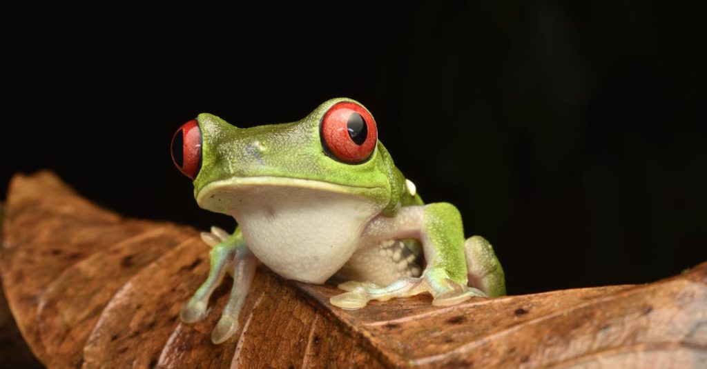 Le Costa Rica avec enfants : un autotour inoubliable en 10 jours découvrez le costa rica, un véritable paradis tropical où la biodiversité rencontre des paysages à couper le souffle. explorez ses plages dorées, ses forêts luxuriantes et sa faune exceptionnelle. parfait pour les amateurs d'aventure et de détente, le costa rica vous promet une expérience inoubliable au cœur de la nature.