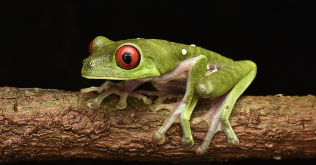 découvrez le costa rica, un véritable paradis tropical où la nature luxuriante, les plages immaculées et une biodiversité incroyable vous attendent. explorez ses forêts tropicales, ses volcans majestueux et ses parcs nationaux riches en faune, tout en profitant d'activités d'aventure inoubliables.