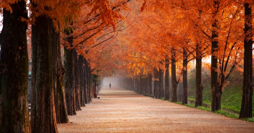 découvrez la magie de l'automne : des feuilles colorées, des promenades en pleine nature et des recettes réconfortantes. plongez dans cette saison douce et poétique.