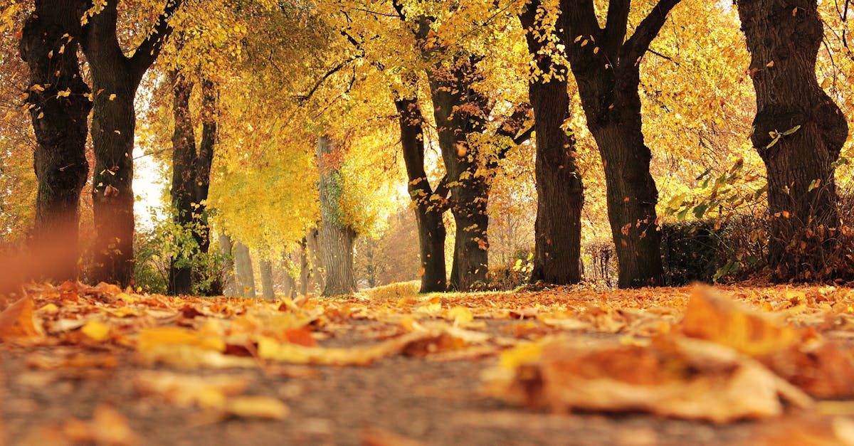 découvrez la beauté envoûtante de l'automne, une saison où la nature se pare de couleurs chaudes et où les journées raccourcissent. profitez des plaisirs douillets, des promenades en forêt et des délices culinaires que cette période unique a à offrir.