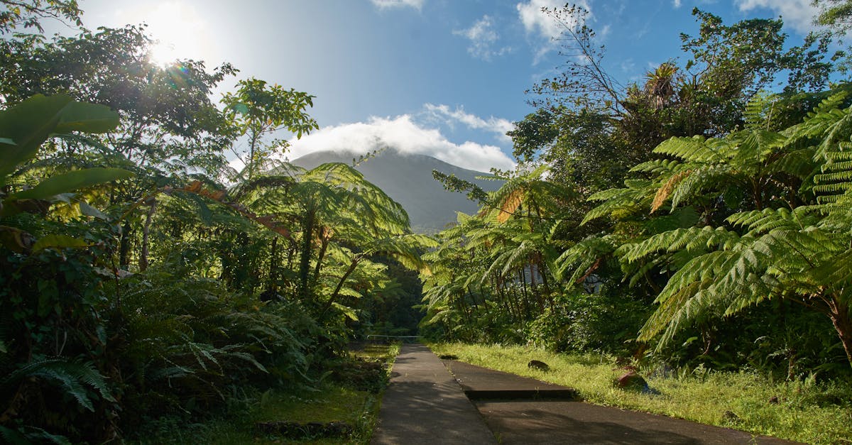 découvrez basse-terre, la capitale de la guadeloupe, où la nature luxuriante, les plages paradisiaques et l'histoire captivante se rencontrent pour offrir une expérience inoubliable. explorez ses montagnes, ses sites culturels et vivez l'authenticité des traditions locales.