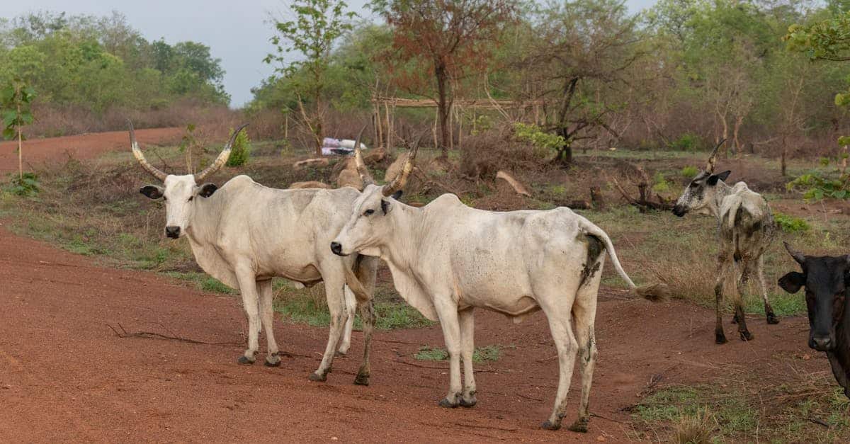 découvrez le bénin, un pays riche en culture et en histoire, situé en afrique de l'ouest. explorez ses paysages variés, sa gastronomie savoureuse et son patrimoine unique, des villes vibrantes aux parcs naturels préservés.