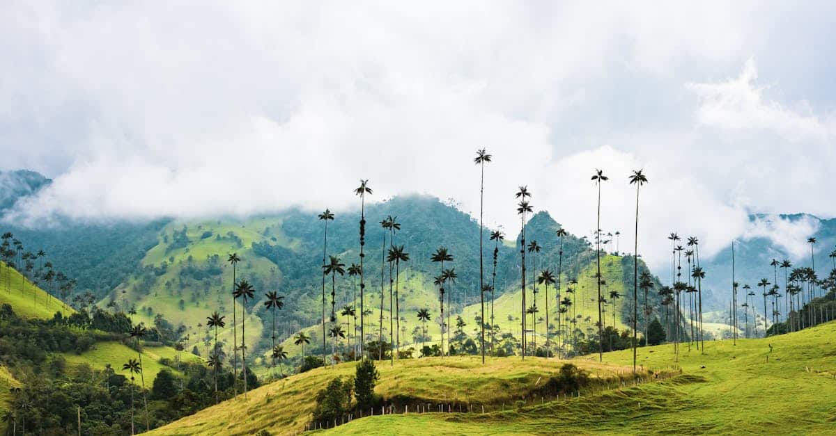découvrez la colombie, un pays vibrant et diversifié riche en culture, paysages magnifiques et une histoire fascinante. explorez ses villes colorées, ses plages de rêve et sa nature luxuriante tout en savourant sa gastronomie unique.