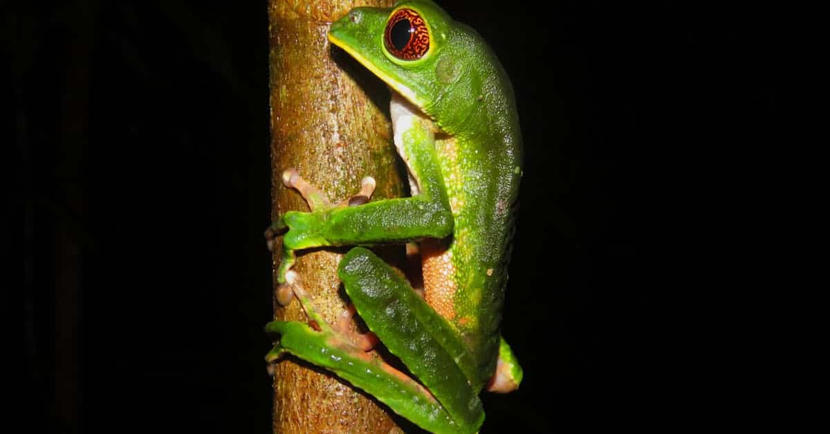 découvrez le costa rica, un paradis tropical riche en biodiversité, plages paradisiaques et aventures en plein air. explorez ses forêts luxuriantes, ses volcans majestueux et sa faune incroyable dans un cadre naturel préservé. que vous soyez amateur de surf, de randonnée ou de détente sur la plage, le costa rica offre une expérience inoubliable.