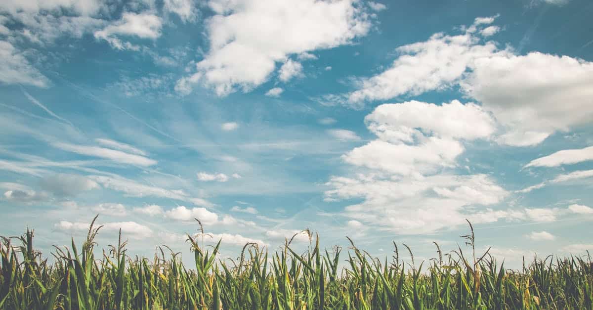 découvrez la beauté sereine de la campagne, où la nature s'épanouit, les paysages verdoyants inspirent la tranquillité et les traditions rurales se mêlent à la vie moderne. évadez-vous et reconnectez-vous avec l'essentiel.
