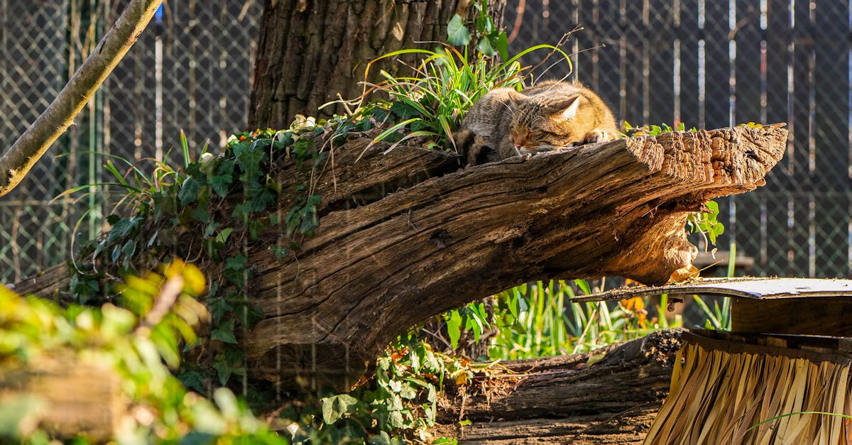 découvrez la croatie, un pays à la beauté spectaculaire où les plages cristallines, les paysages pittoresques et un riche patrimoine culturel se rencontrent. explorez ses villes historiques, ses parcs nationaux et savourez une cuisine délicieuse. parfait pour les amateurs d'aventure et de détente.