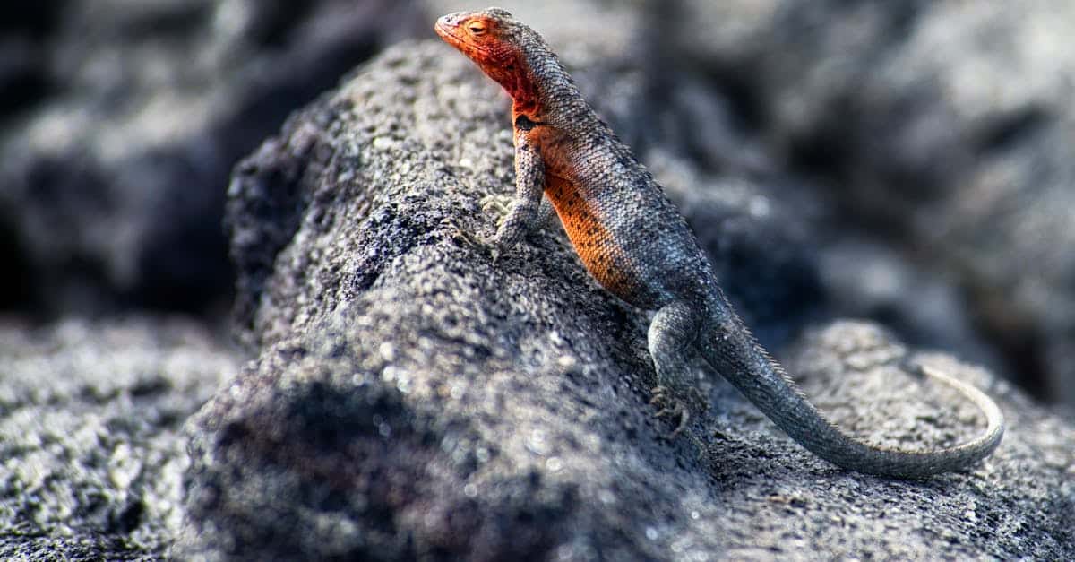 découvrez les îles galápagos, un archipel fascinant classé au patrimoine mondial de l'unesco, réputé pour sa biodiversité exceptionnelle et ses paysages volcaniques uniques. explorez la faune incroyable, les plages paradisiaques et les activités de plein air dans cet écosystème fragile et emblématique. partez à l'aventure dans les galápagos et vivez une expérience inoubliable au cœur de la nature.