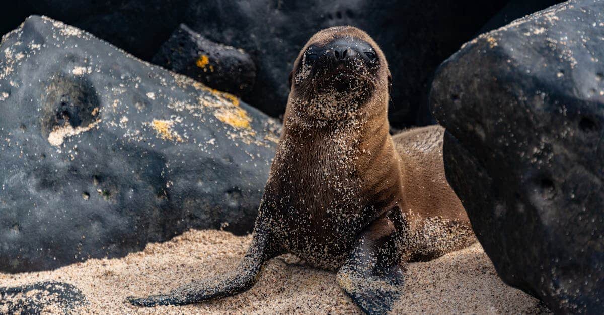 découvrez les galápagos, un archipel unique au large de l'équateur, célèbre pour sa biodiversité exceptionnelle, ses paysages volcaniques et son rôle dans l'évolution. explorez des îles préservées où la faune et la flore se rencontrent dans un écosystème fascinant.
