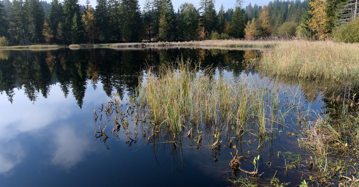découvrez le jura, une région au cœur de la nature française, célèbre pour ses paysages montagneux, ses lacs cristallins et ses charmants villages. explorez ses traditions viticoles, ses activités de plein air et sa gastronomie unique pour une expérience inoubliable.