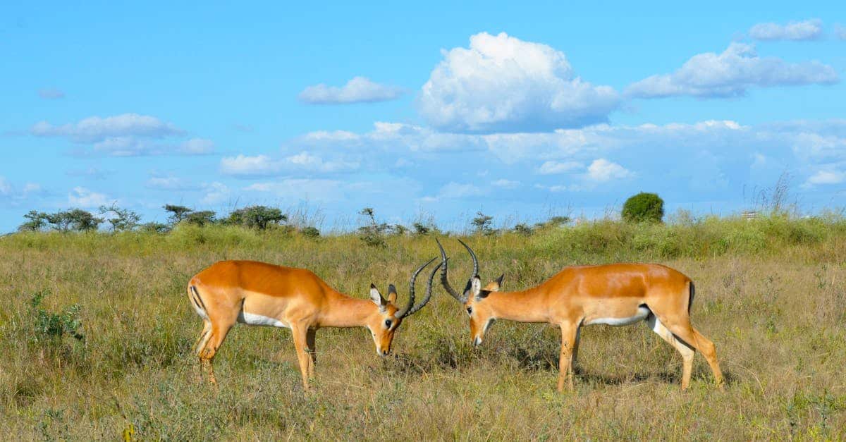 découvrez le kenya, un pays d'afrique de l'est célèbre pour ses paysages époustouflants, sa faune incroyable et sa riche culture. explorez des parcs nationaux, savourez des plats locaux et vivez des aventures inoubliables dans ce véritable joyau africain.