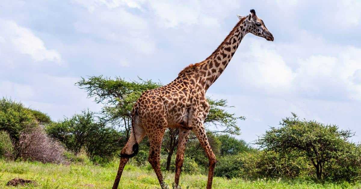 découvrez le kenya, un pays d'afrique de l'est riche en biodiversité, avec ses savanes emblématiques, ses parcs nationaux fascinants et ses plages paradisiaques. explorez la culture vibrante et les traditions uniques des différentes communautés qui peuplent ce pays captivant.
