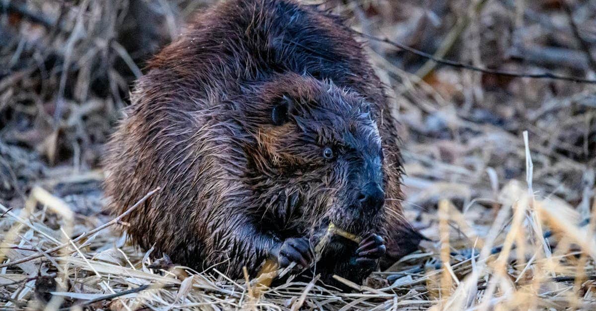 découvrez des hébergements immersifs au cœur de la nature avec nos lodges écologiques. profitez d'un séjour paisible et ressourçant, alliant confort moderne et respect de l'environnement.