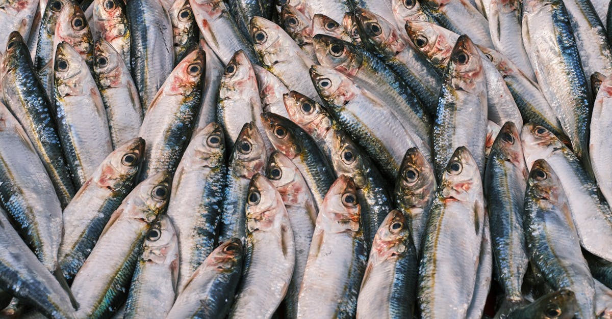 découvrez tout sur la sardine, ce poisson savoureux et nutritif. apprenez sur ses bienfaits pour la santé, les différentes façons de la cuisiner et des recettes délicieuses qui raviront vos papilles.